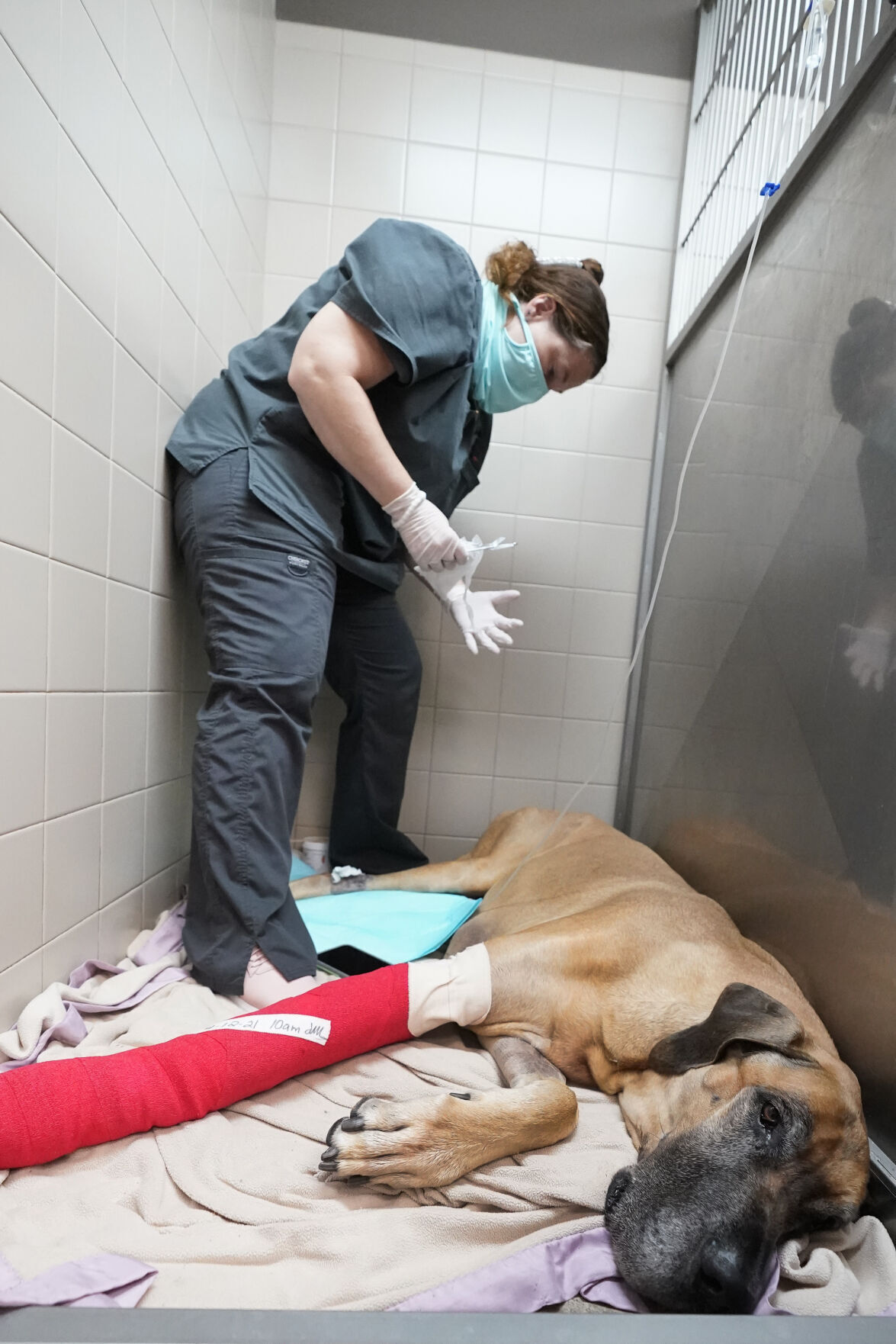 Virus Outbreak Veterinarian Backlog
